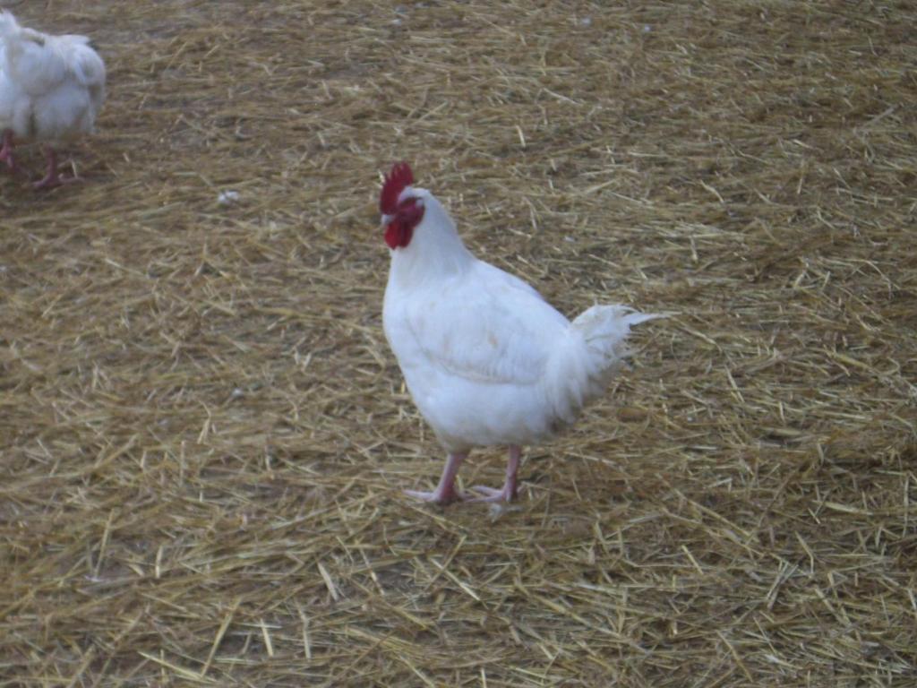 De La Ferme De Mesauboin Casa de Férias