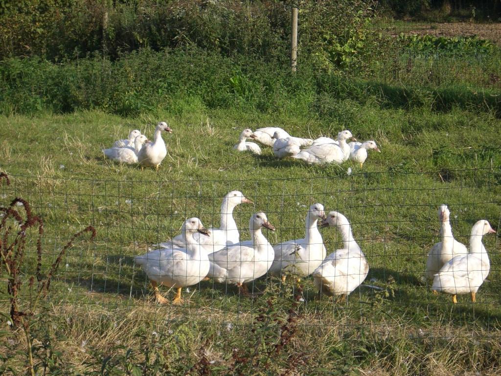 De La Ferme De Mesauboin Casa de Férias *